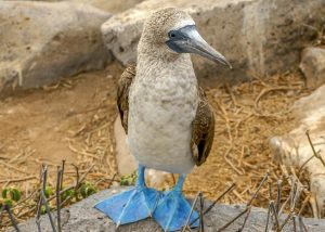Read more about the article 4 Life lessons from Blue-Footed Boobies, Galapagos